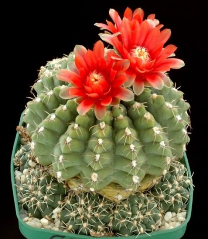 Gymnocalycium_baldianum_1